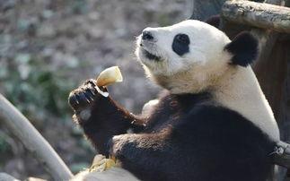 爆料潮汕熊猫视频在线观看